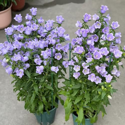 Semi di campanula, semi di farfalle decorazione copertura del terreno come bomboniera decorazioni giardino per esterni arredamento del soggiorno 450pcs