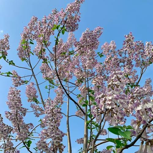 campanula paulownia giardino con a crescita insoliti esotiche 70semi