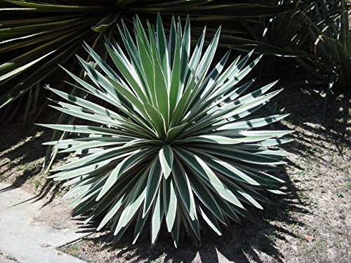 Agave angustifolia - Caribbean Agave - 20 Semi