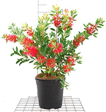 Callistemon Natural Planta Árbustiva con Espigas Rojas muy Decorativas