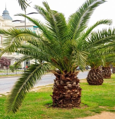 10 graines de palmier