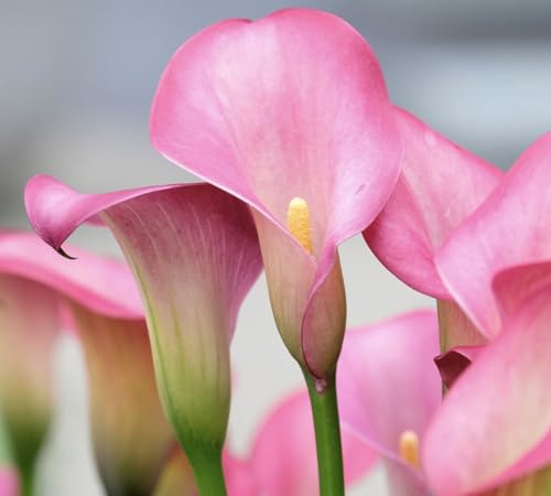 Rehmanni Calla Lily Bulbs for Planting - Beautiful Pink Trumpet Bulbs for Your Garden - Big Healthy Bulbs for Growing - Deer and Roden Resistant (3 Bulbs)