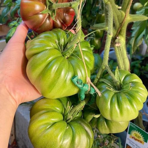 fleischtomaten, seltene gewächshaus balkon stauden winterhart mehrjährig ochsenherz tomatensamen, grünpflanzen wintergemüse 120pcs