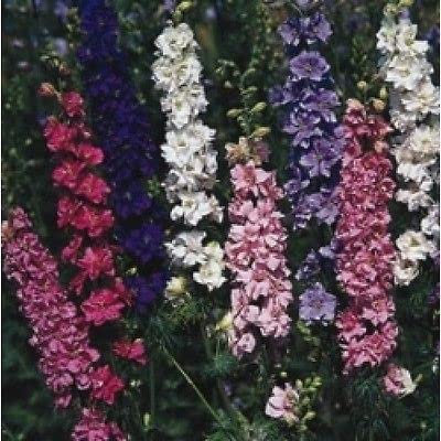 200 Seeds of Larkspur Sublime Mixed