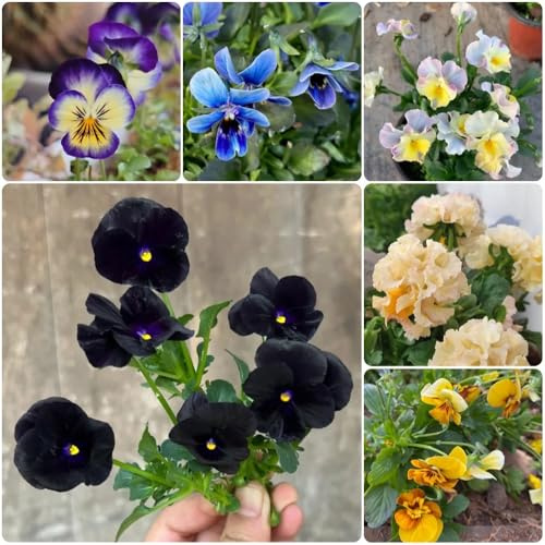 Semillas de pensamiento, para exterior resistentes al invierno. Viola tricolor, Semillas de cobertura del suelo resistentes de jardín 60pcs