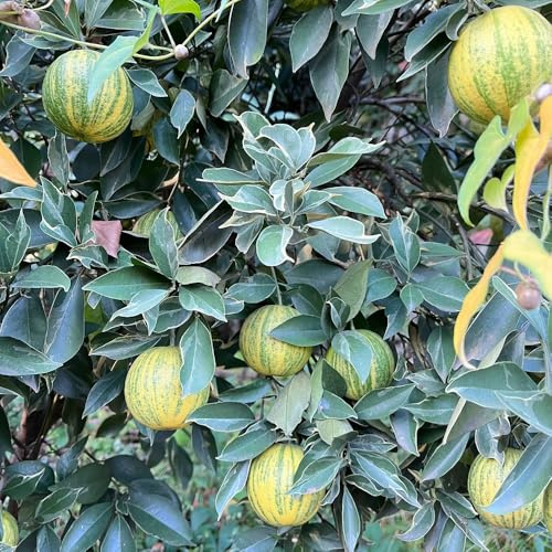 semillas de limonero para balcones Decoración, limonero exóticas resistentes orgánicas, variedades antiguas 60pcs