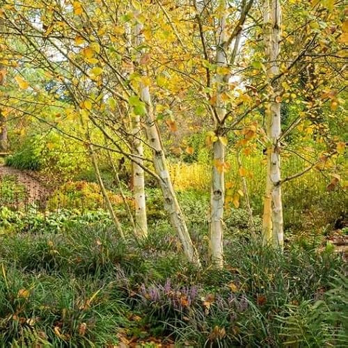 Silver Birch Seeds | 500+ Seeds | Fast Growing Tree