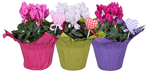 Flores Naturales Ciclamen Set de 3 Plantas Mix Colores Flores Interior y Exterior Violeta Persa
