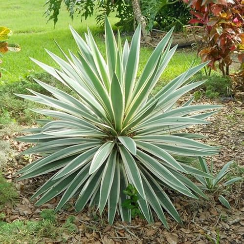 1 PIANTA DI YUCCA GLORIOSA VARIEGATA VASO 18CM PIANTA DA APPARTAMENTO