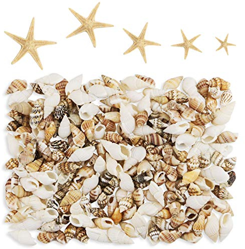 Yexpress 186 pcs MINI Tiny Sea Shells Mixed Ocean Beach Seashells, Natural Starfish for Home Decorations, Beach Theme Party, Candle Making, Wedding Decor, DIY Crafts, Fish Tank and Vase Filler