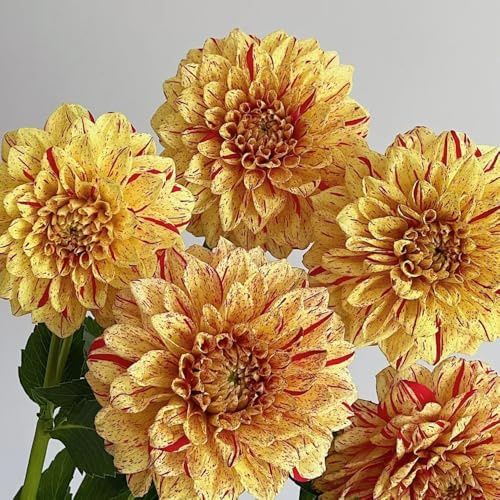 4zwiebeln dahlien, blühwiese mehrjährig, frühlingsblumen balkon, züchten minigarten winterharte garten