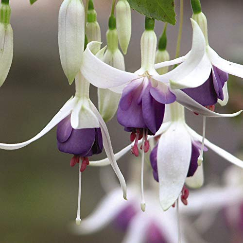 Hardy Shrub, Fuchsia Delta Sarah 3X 9cm Pot by Thompson and Morgan. (3)