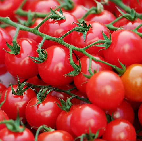 Cherry-Tomate Kirsch-Tomate 25 x Samen aus Portugal 100% Natur (Ohne Chemie) Massenträger mit vielen Früchten (100 Samen)
