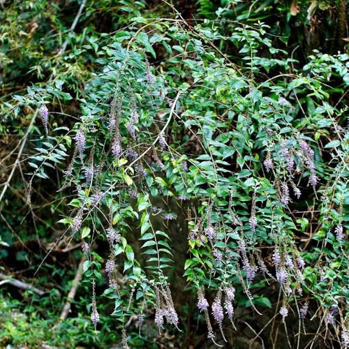 Semi di lillà farfalla, le da giardino roccioso sono resistenti Buddleja lindleyana, buddleia, Le da giardino sono 50pcs
