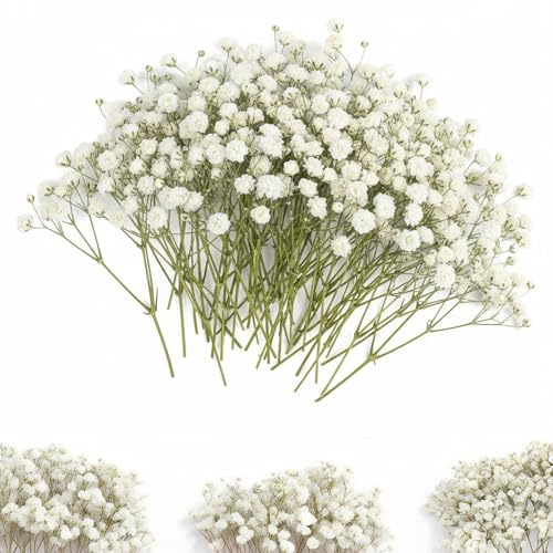 Dried Gypsophila, 50PCS Dried Pressed Flowers Mini Babys Breath Flowers Real Natural Gypsophila for Resin Art Wedding Card DIY Decoration (White)