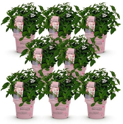 Rispenhortensie Hydrangea paniculata Groundbreaker Blush 20-25 cm | winterhart rosa, für Beet, Hecke, Kübel, Balkon und Terrasse 2, bienenfreundlich, robuster Wuchs