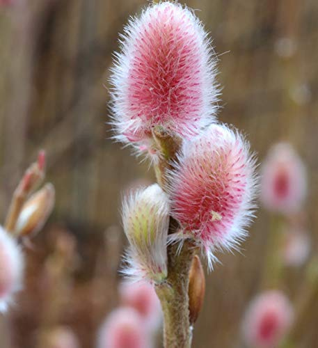Rote Japanische Kätzchenweide Mount Aso 40-60cm - Salix gracilistyla - lebende Gartenpflanze aus den Baumschulen