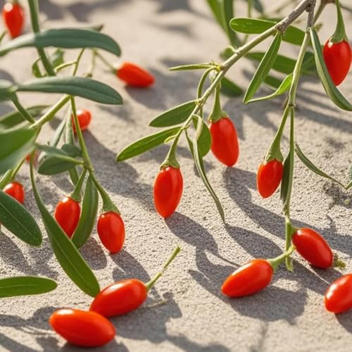 rot goji beeren bio, wolfsbeeren gartendeko für draußen exotische winterhart 20samen