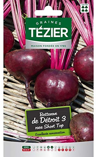 Tezier - Betterave de Détroit 3 race Short Top