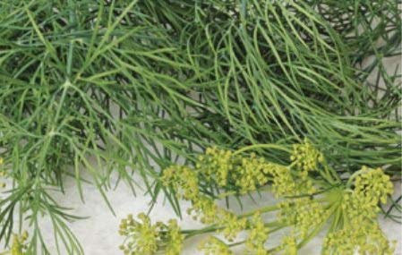 Pcs - 2500x Écologique Graines Aneth Légumes Jardin Plantes - Graines K423 - Seeds & Plants Shop by Ipsa