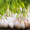 Haloppe 50 piezas de semillas de ajo gigantes para la plantación de jardines en el hogar, semillas de ajo gigantes para el jardín en el hogar plantación de plantas vegetales Semillas de ajo