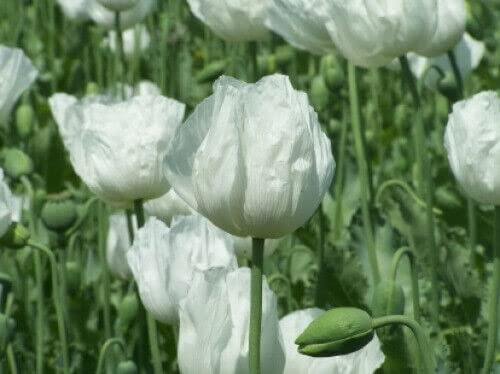 Weisser Mohn - Papaver somniferum - White Seeded Poppy 300+ Samen - Seeds Am 044