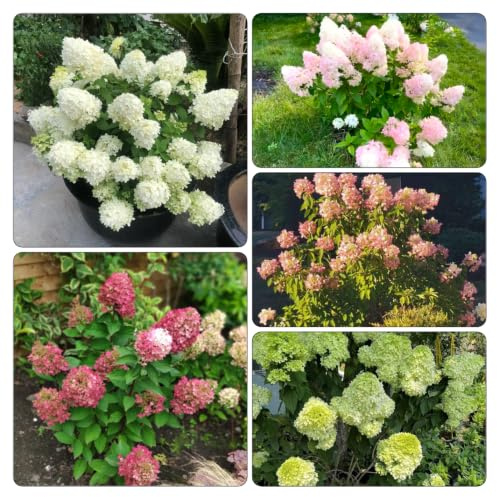 semi di ortensia paniculata - raro giardino balcone resistenti 30pcs
