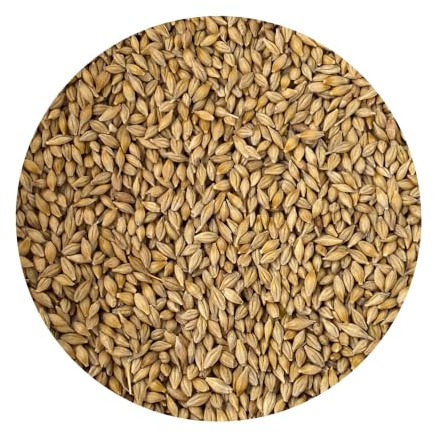 Barley Grass Seed – UK Regeneratively Grown | Ideal for Grass Juicing | from Brow Farm, Lancashire (1.5kg)