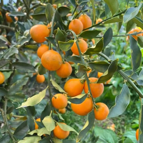 kumquat dachbegrünung balkonpflanzen balkongarten hochbeete für garten exotische zimmerpflanzen büropflanzen pflanzensamen obstpflanzen bonsai topf obstbaum obstsamen baumsamen 120samen