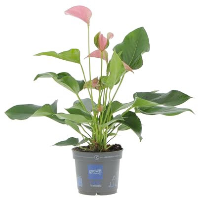 KENTIS - Anthurium Rosa - Anturio Piante da Interno Vere Purifica Aria - Pianta da Appartamento Fiorita - Piante Ornamentali - H 35-45 cm Vaso Ø 12 cm