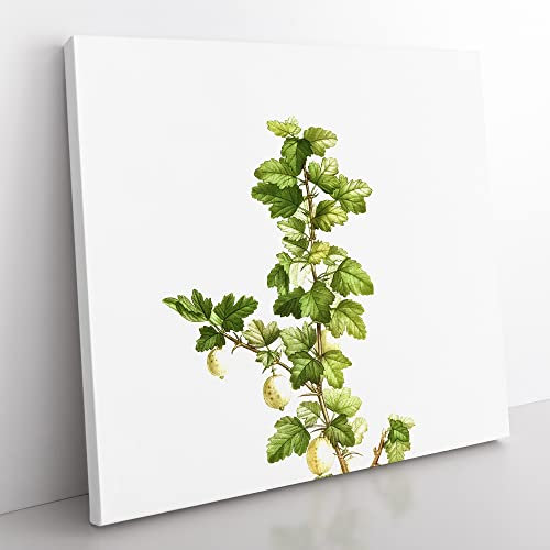 Gooseberry Bush by Pierre Joseph Redoute Vintage Canvas Wall Art Print Ready to Hang, Framed Picture for Living Room Bedroom Home Office Décor, 50x50 cm (20x20 Inch)
