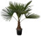 Trendyplants - Trachycarpus Fortuneii - Chinesische Fächerpalme - Höhe 90-110 cm - Winterhart - Gartenpflanze - Topfgröße Ø21cm