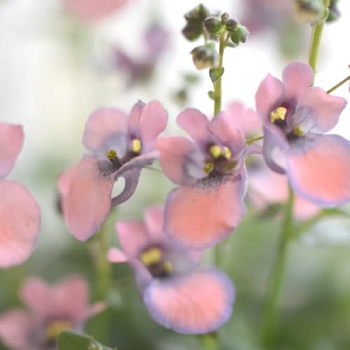 Diascia Semillas de de balcón Diascia barberae jardín, interior raras jardín semillas pradera, sombra pradera exóticas perenne 250semillas