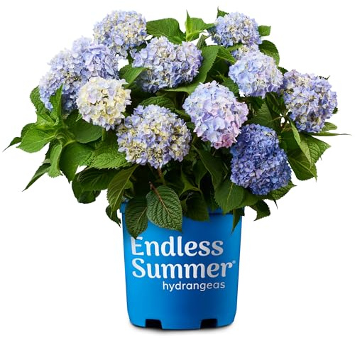 Endless Summer Hortensia original, 3,8 l, bleu