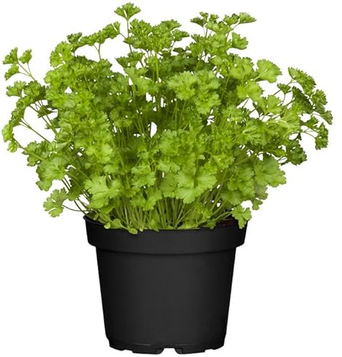 DECOALIVE Perejil GOURMET - Planta Natural para Cocinar - Hierbas Provenzales Naturales para Huerto Urbano