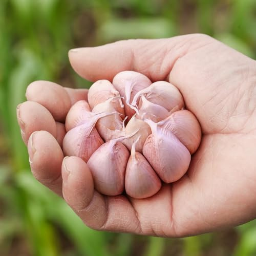 semillas de ajo semillas de variedades tradicionales perennes resistentes ajo jardín bonsái interior jardín interior Camas elevadas para el 125pcs