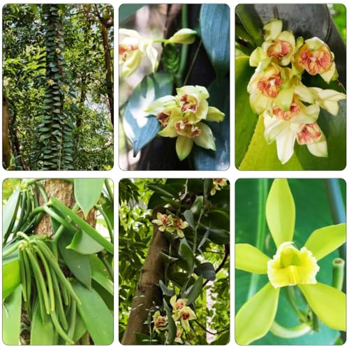 vainilla planifolia wildblumen balkonblumen topfpflanzen echt schattenpflanzen garten winterhart gartenblumen mehrjährig winterhart kräutersamen zimmerbonsai bonsai wildblumensamen 350samen
