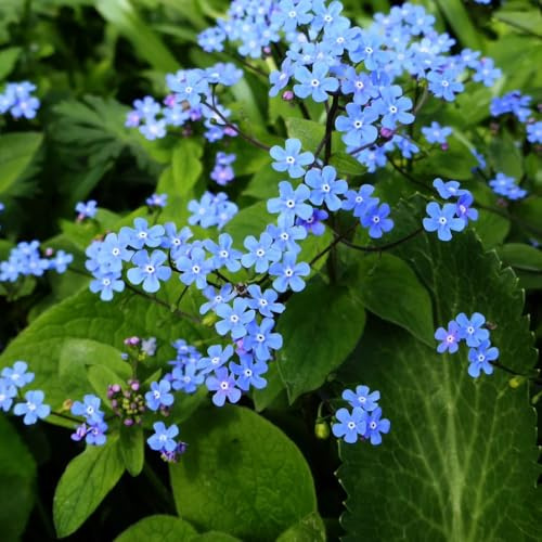 kaukasus vergissmeinnicht garten hochbeet blumendeko blumensamen sommerblumen wohnzimmer deko gartenpflanzen kräutersamen pflanztöpfe kräuterpflanzen pflanzensamen zimmerpflanzen 250samen