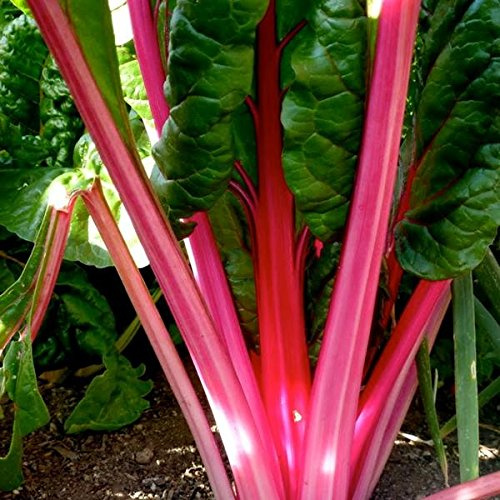 Palm Beach Medicinal Herbs - Flamingo Pink Swiss Chard - Packet of 20 Seeds
