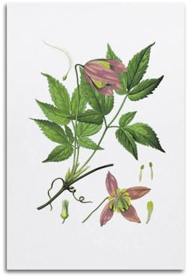 HNPBB Botany Poster Plant Painting Clematis Alpina Poster Decorative Painting Canvas Wall Posters And Art Picture Print Modern Family Bedroom Decor Posters 24x36inch(60x90cm)
