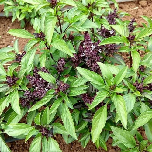 Thai Basil Seeds- 500 Count Seed Pack - Non-GMO - A Particular Sweet Flavored herb Reminiscent of Anise, Licorice and Clove. - Country Creek LLC