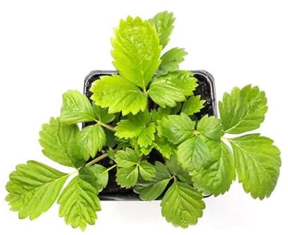 Planta de Fresas Natural - Planta Frutal de Exterior - Cultivo Sencillo