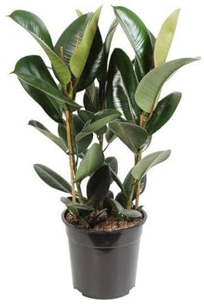 Ficus Elastica Robusta – Ø 27 cm – 85 cm
