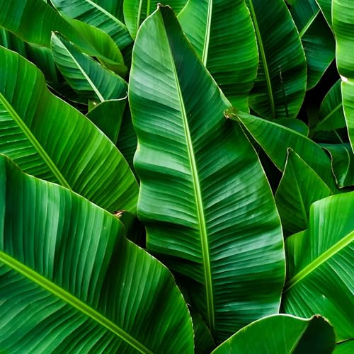 Musa Banano Musa basjoo pianta in vaso ø27 cm h. 150/200 cm FOTO REALE Vivaio di Castelletto