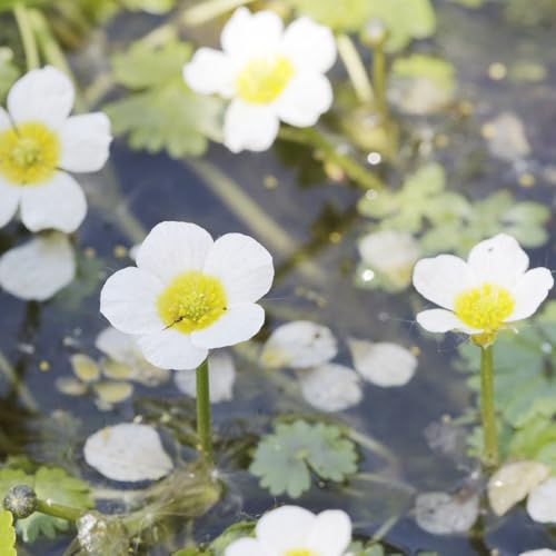 Ranunculus aquatilis garten winterhart, indoor für balkon, aquarium dekoration, 30samen
