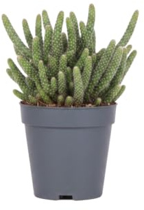 Rhipsalis Baccifera Horrida Rhipsalis Coral Planta Decorativa Colgante DECOALIVE Maceta 9 cm Diámetro Altura 10 cm