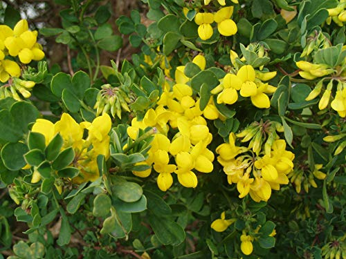 70 kronfrön (Coronilla Valentina Glauca)