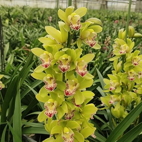 semillas de orquídeas cymbidium - resistentes cubren el suelo balcón exterior 10pcs