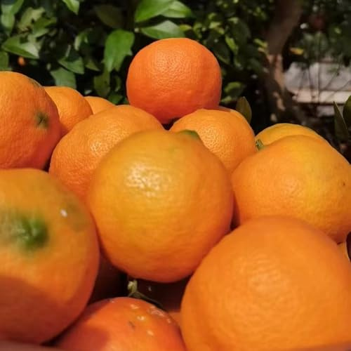 zitronenbaum zitrone - obstbaum bonsai säulenobst büropflanzen winterharte stauden mehrjährig zimmerpflanze zimmerpflanzen obstbäume obstpflanzen steingartenpflanzen winterhart 100samen