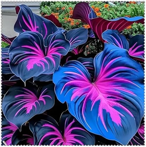 Hostas - Bombillas para plantar a granel, ideales para bordes de jardín, patios y rocallas, delicias perennes para espectaculares exhibiciones de jardín, BUUYOSE, 4 bombillas, G